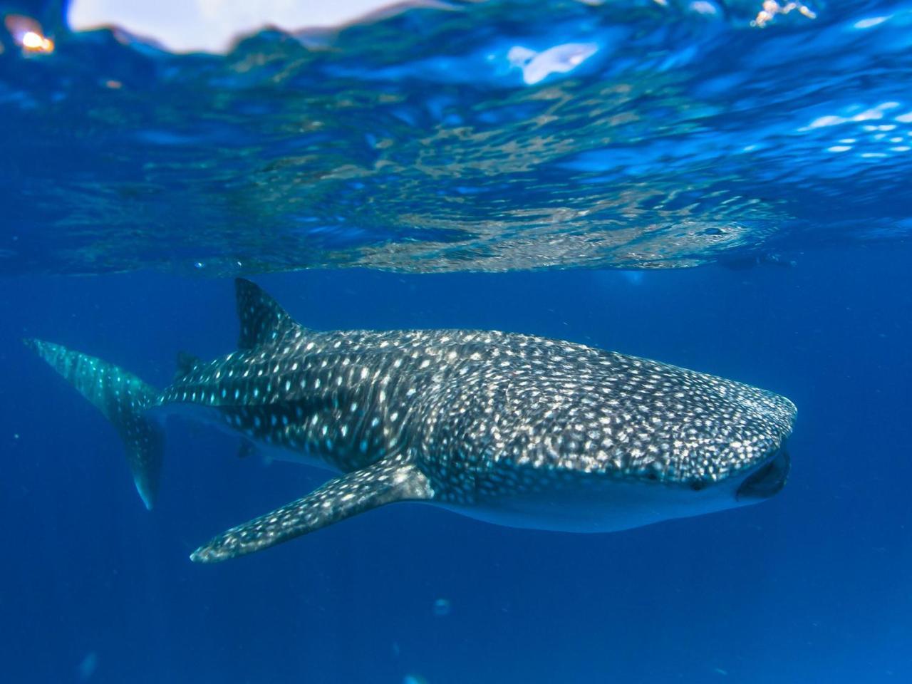 Dhiguveli Maldives Ξενοδοχείο Dhigurah  Εξωτερικό φωτογραφία