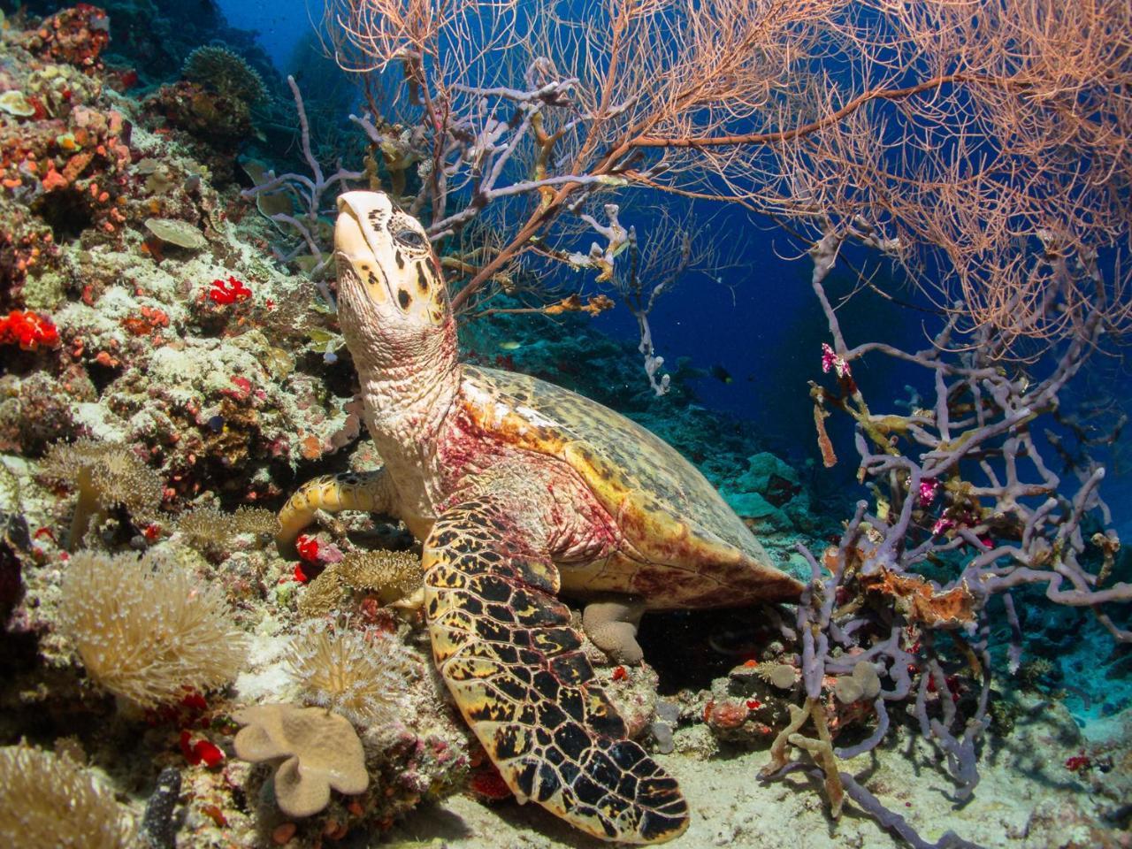 Dhiguveli Maldives Ξενοδοχείο Dhigurah  Εξωτερικό φωτογραφία